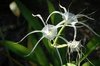 spider lily