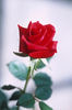 A rose for you!!!!