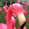 group of staring pink flamingos