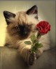 4 My Owner,,,,,,Luv you to Bits