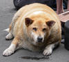 One Fat Dog!