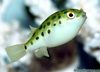 a spotted green puffer fishie!!!