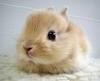 Fluffy Bunny