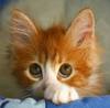 Kitten Eyes