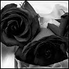Gothic Black Roses