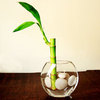 lucky bamboo :)