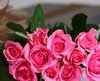 Pink Valentine's Roses