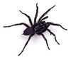 Funnel-web spider