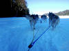 Dog Sled Ride