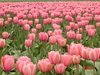 Endless Tulips