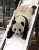 Playful Panda!!