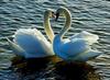 Swans in love