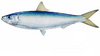 a sardine(fish)