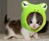 froggy cat