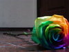 A Rainbow Rose