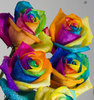 Colourful roses 