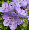 purple flowers