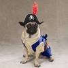 Pirate pet costume