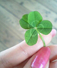 a clover for luck