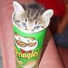 kitty pringles!!!