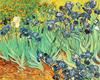 Van Gogh - Iris