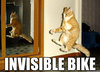 Cat on invisible bike