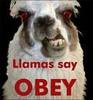 Evil llama cult
