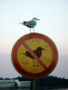 no pigeons (fakes) zone