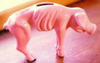 Piggy bank :-)