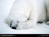 crying baby polar bear