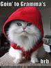 Red Riding Cat