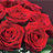 buy red roses for your loved one