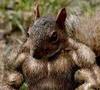 Muscled Squirrel