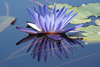 A  blue waterlily