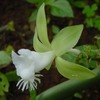 a vanilla flower