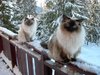 Ragdolls in Winter