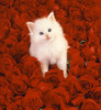 you to be a cat in roses