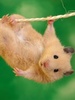 Hamster