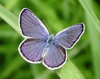 blue Karner butterfly.