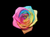 Rainbow Rose