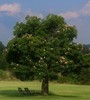 Magical Wishing Tree for Two!