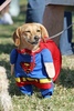 superdog