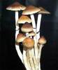 Some magical mushrooms...