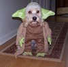 a Master Yoda Outfit