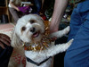 Loud.. but adorable - Xmas pooch