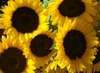 Sunflowers to brighten your day