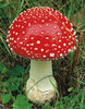 Amanita muscaria