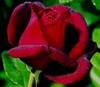 roses for amanda
