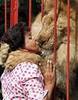 The Divine Lion Kiss