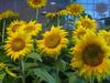 Just for you!!~Sunflowers ! 
